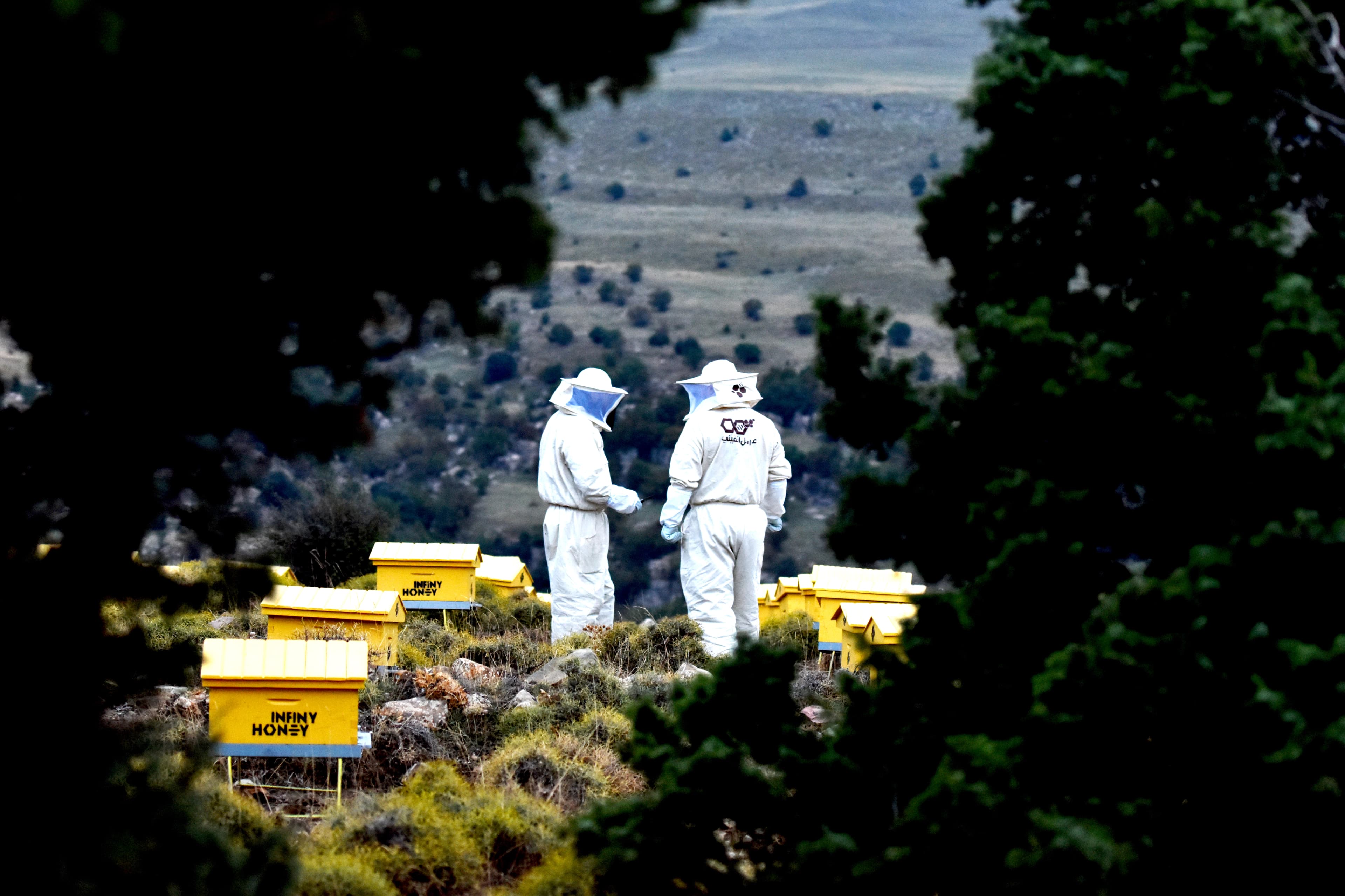 صورة المنحل